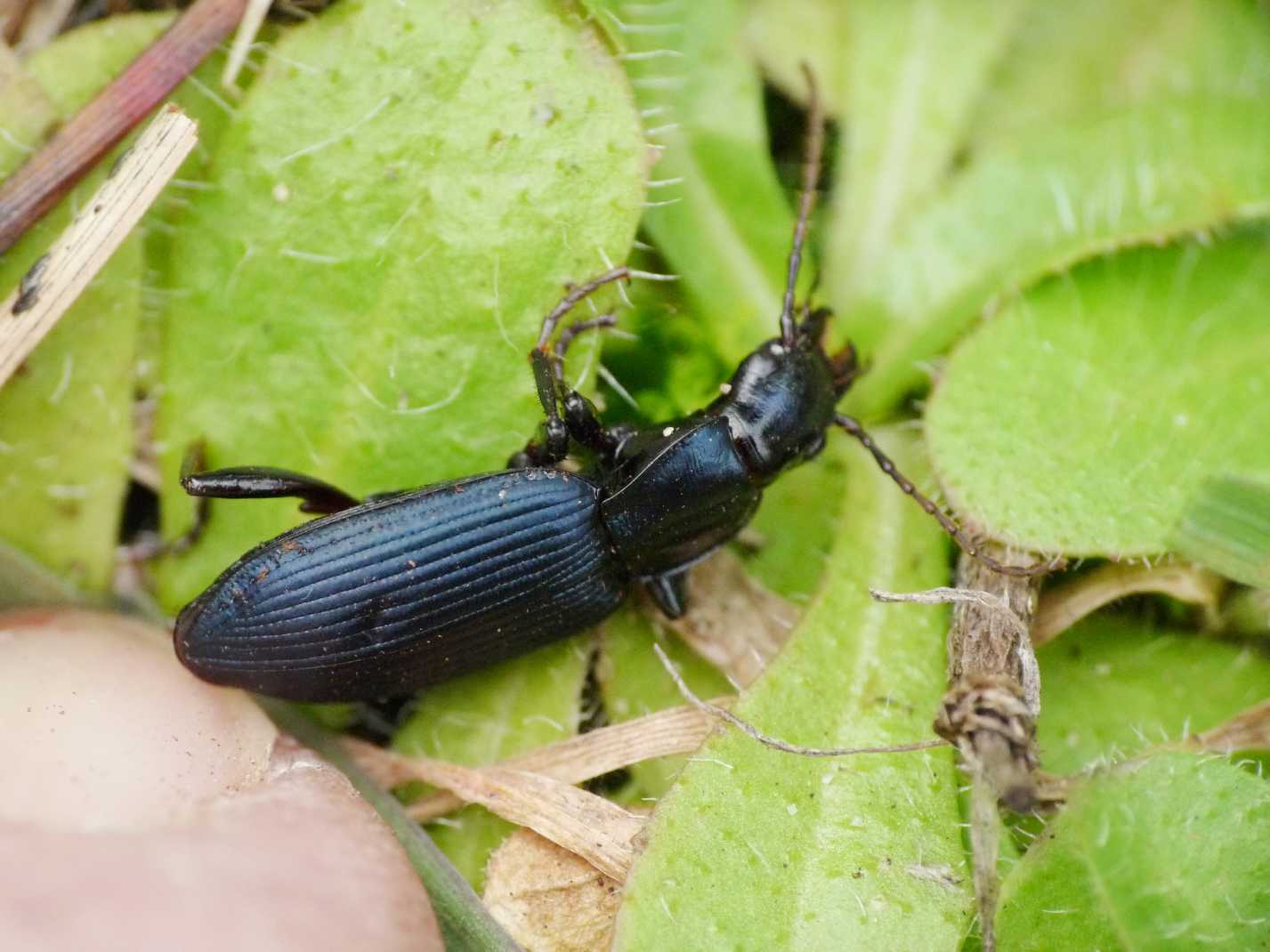 Carabide da determinare - Laemostenus venustus